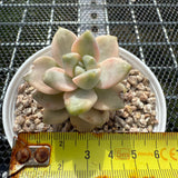 Grapto. Paraguayense Bernalense Variegated 美杏锦 -- JCC Succulent Plants