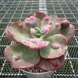 Echeveria 'Heart Delight' 心之悦 -- JCC Succulent Plants