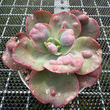 Echeveria 'Heart Delight' 心之悦 -- JCC Succulent Plants