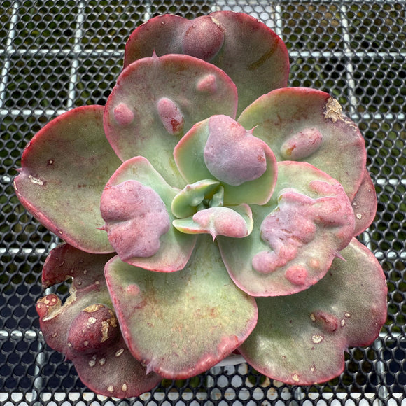 Echeveria 'Heart Delight' 心之悦 -- JCC Succulent Plants