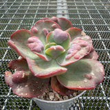 Echeveria 'Heart Delight' 心之悦 -- JCC Succulent Plants