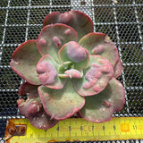 Echeveria 'Heart Delight' 心之悦 -- JCC Succulent Plants