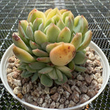 Echeveria Strawberry Ice Variegated 草莓冰锦 -- JCC Succulent Plants