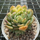 Echeveria Strawberry Ice Variegated 草莓冰锦 -- JCC Succulent Plants