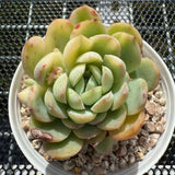 Echeveria Strawberry Ice Variegated 草莓冰锦 -- JCC Succulent Plants