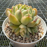 Echeveria Strawberry Ice Variegated 草莓冰锦 -- JCC Succulent Plants