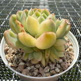 Echeveria Strawberry Ice Variegated 草莓冰锦 -- JCC Succulent Plants