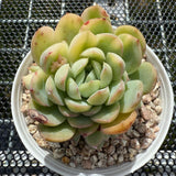 Echeveria Strawberry Ice Variegated 草莓冰锦 -- JCC Succulent Plants