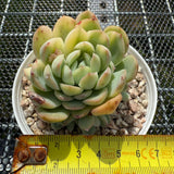 Echeveria Strawberry Ice Variegated 草莓冰锦 -- JCC Succulent Plants