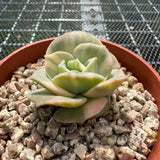 Echeveria Lovely Rose Variegated 可爱玫瑰锦 -- JCC Succulent Plants