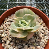 Echeveria Lovely Rose Variegated 可爱玫瑰锦 -- JCC Succulent Plants