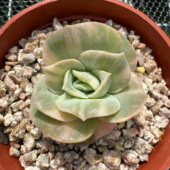 Echeveria Lovely Rose Variegated 可爱玫瑰锦 -- JCC Succulent Plants