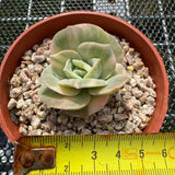 Echeveria Lovely Rose Variegated 可爱玫瑰锦 -- JCC Succulent Plants