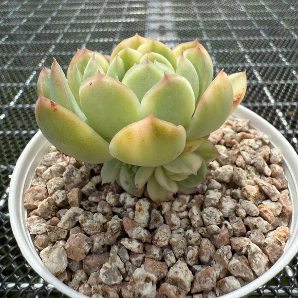 Echeveria Strawberry Ice Variegated 草莓冰锦 -- JCC Succulent Plants