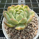 Echeveria Strawberry Ice Variegated 草莓冰锦 -- JCC Succulent Plants