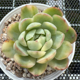 Echeveria Strawberry Ice Variegated 草莓冰锦 -- JCC Succulent Plants