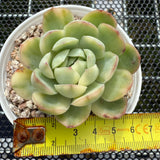 Echeveria Strawberry Ice Variegated 草莓冰锦 -- JCC Succulent Plants