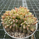 Echeveria Yellow Shark 黄鲨 -- JCC Succulent Plants