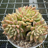 Echeveria Yellow Shark 黄鲨 -- JCC Succulent Plants