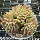 Echeveria Yellow Shark 黄鲨 -- JCC Succulent Plants