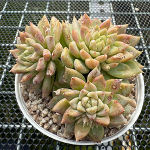 Echeveria Yellow Shark 黄鲨 -- JCC Succulent Plants