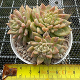 Echeveria Yellow Shark 黄鲨 -- JCC Succulent Plants