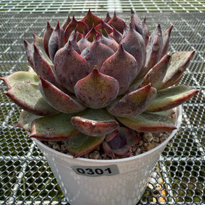 Echeveria 'Flamingo' 火烈鸟 -- JCC Succulent Plants