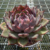 Echeveria 'Flamingo' 火烈鸟 -- JCC Succulent Plants