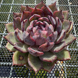 Echeveria 'Flamingo' 火烈鸟 -- JCC Succulent Plants