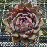 Echeveria 'Flamingo' 火烈鸟 -- JCC Succulent Plants