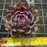 Echeveria 'Flamingo' 火烈鸟 -- JCC Succulent Plants