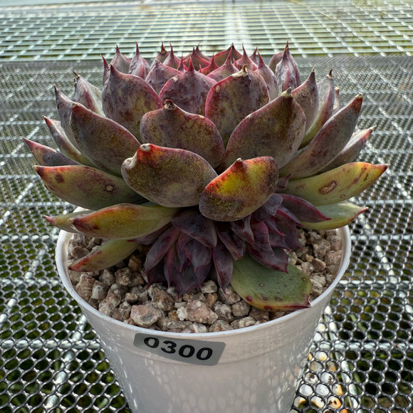 Echeveria 'Flamingo' 火烈鸟 -- JCC Succulent Plants