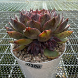 Echeveria 'Flamingo' 火烈鸟 -- JCC Succulent Plants