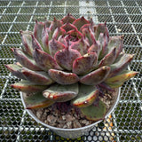 Echeveria 'Flamingo' 火烈鸟 -- JCC Succulent Plants