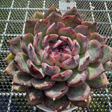 Echeveria 'Flamingo' 火烈鸟 -- JCC Succulent Plants