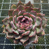 Echeveria 'Flamingo' 火烈鸟 -- JCC Succulent Plants