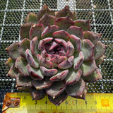 Echeveria 'Flamingo' 火烈鸟 -- JCC Succulent Plants