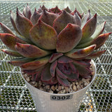 Echeveria 'Flamingo' 火烈鸟 -- JCC Succulent Plants