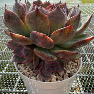 Echeveria 'Flamingo' 火烈鸟 -- JCC Succulent Plants