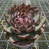 Echeveria 'Flamingo' 火烈鸟 -- JCC Succulent Plants