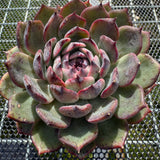 Echeveria 'Flamingo' 火烈鸟 -- JCC Succulent Plants