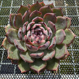 Echeveria 'Flamingo' 火烈鸟 -- JCC Succulent Plants