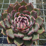 Echeveria 'Flamingo' 火烈鸟 -- JCC Succulent Plants