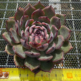 Echeveria 'Flamingo' 火烈鸟 -- JCC Succulent Plants