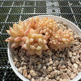 Echeveria TP Crest -- JCC Succulent Plants