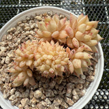 Echeveria TP Crest -- JCC Succulent Plants