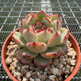 Echeveria 'Black Sword' 乌剑 -- JCC Succulent Plants