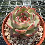 Echeveria 'Black Sword' 乌剑 -- JCC Succulent Plants