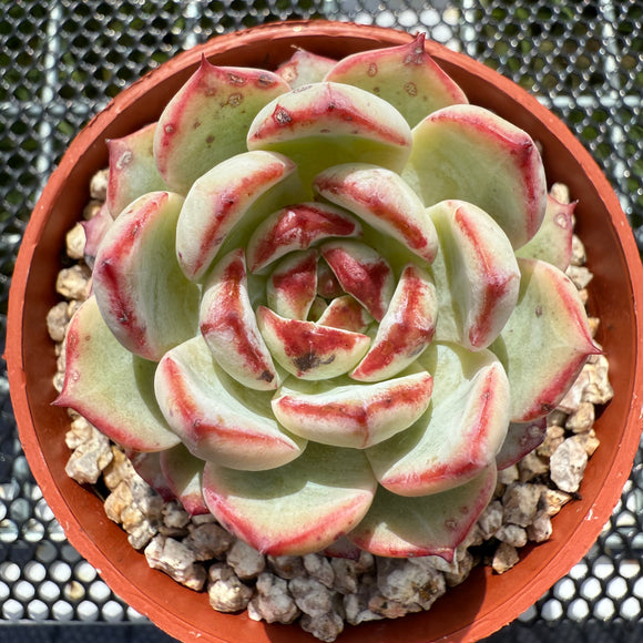 Echeveria 'Black Sword' 乌剑 -- JCC Succulent Plants