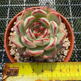 Echeveria 'Black Sword' 乌剑 -- JCC Succulent Plants